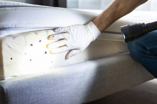 Best Affordable Pest Control Services  in Brownsville, OR