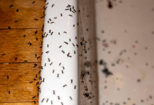Best Exterminator Services  in Brownsville, OR