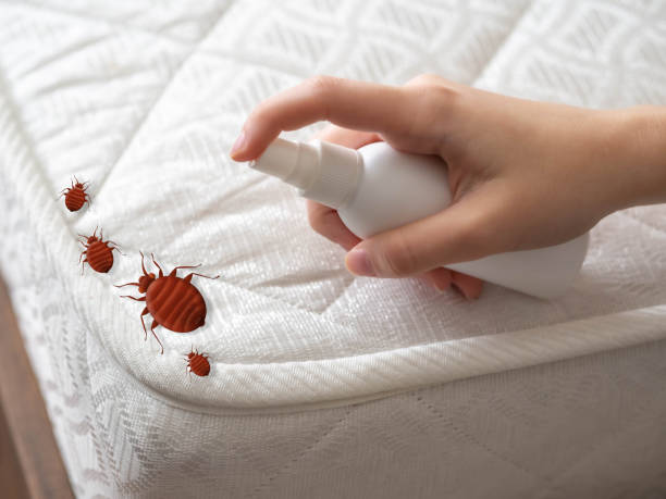 Best Spider Control Near Me  in Brownsville, OR