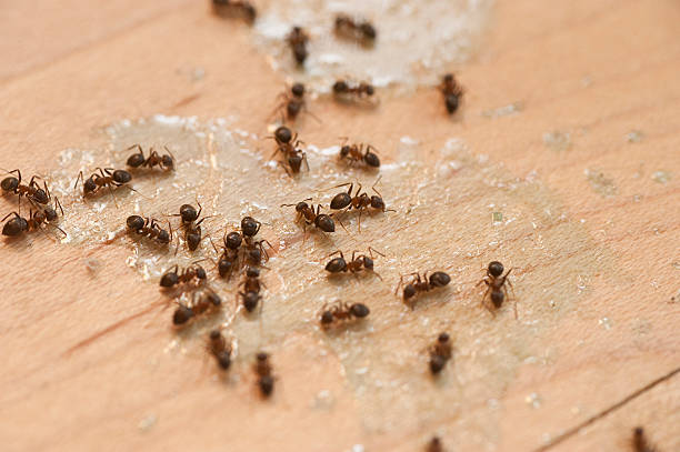 Reliable Brownsville, OR Pest Control Solutions