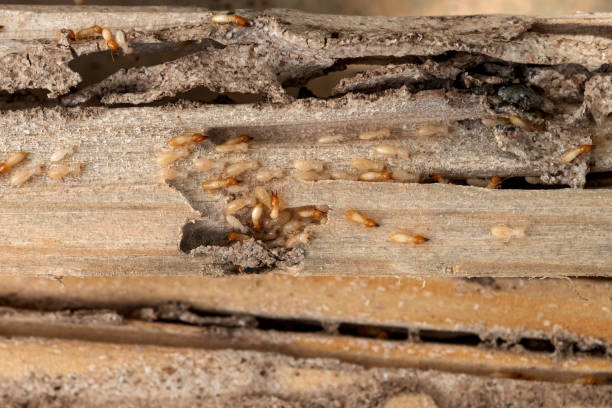 Best Termite Control Services  in Brownsville, OR